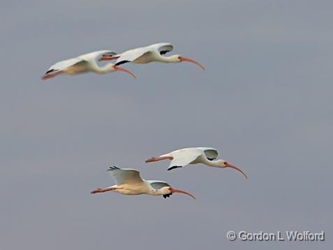 Ibises In Flight_38268.jpg - White Ibis (Eudocimus albus)Photographed along the Gulf coast near Rockport, Texas, USA.